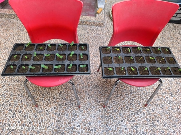 Hasil pemanfaatan media budidaya cacing sebagai media tanam bibit melon