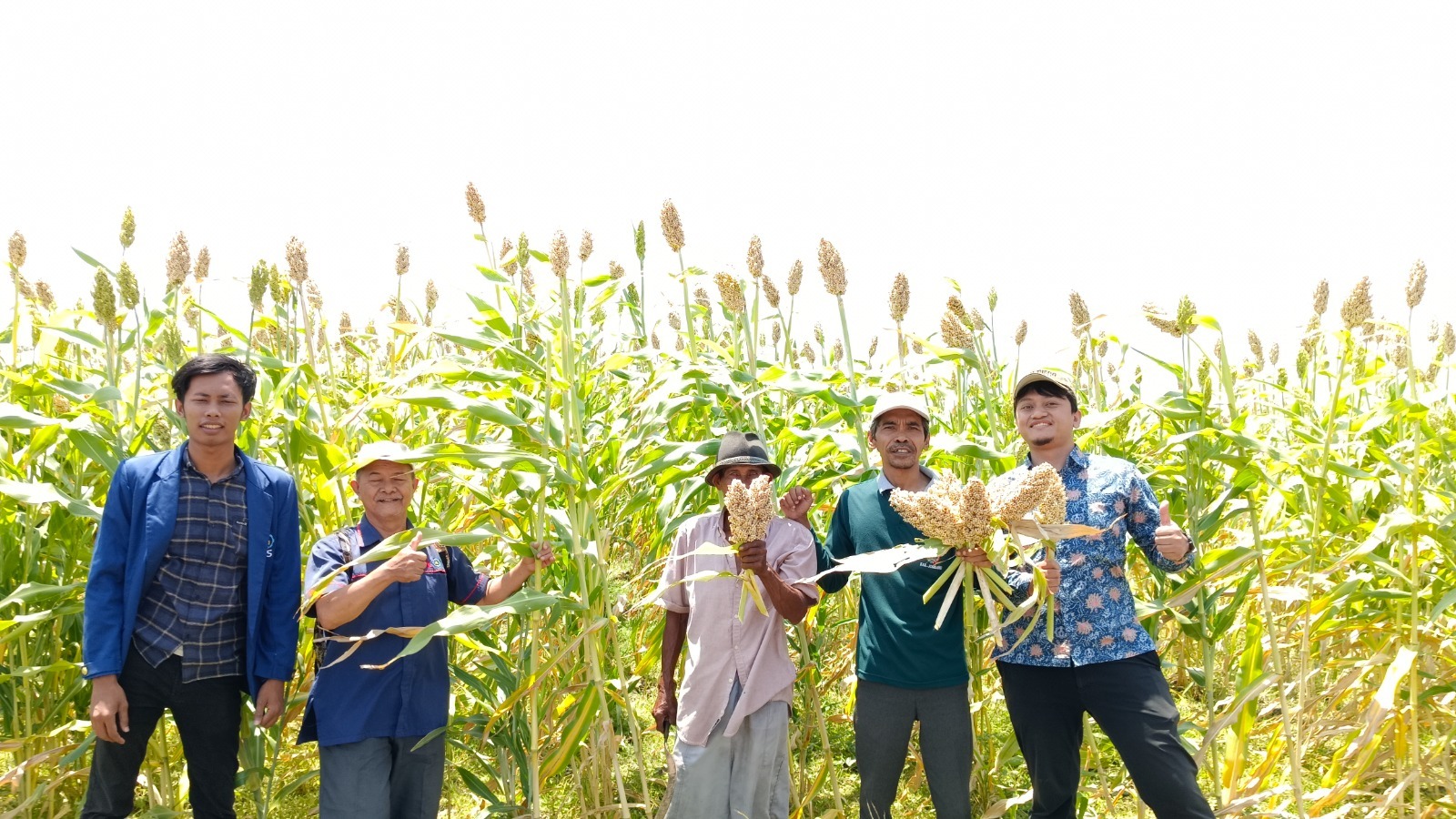Mahasiswa ITS bersama para petani Sorgum di kebun Sorgum area Tembalang, Jombang