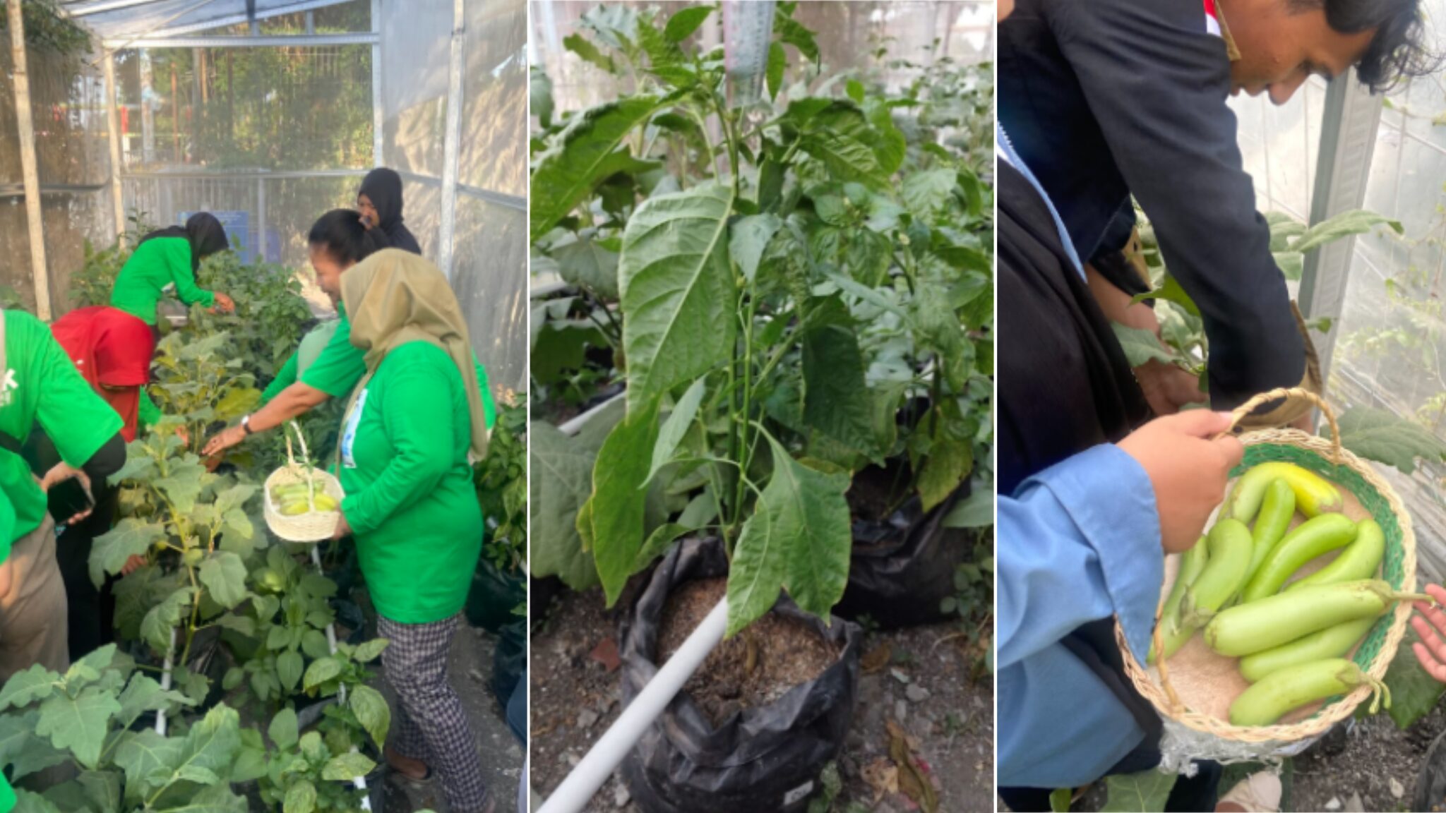 Foto Tim KKN Abmas ITS saat memanen hasil produksi greenhouse hidroponik bersama organisasi Pemberdayaan Kesejahteraan Keluarga (PKK)