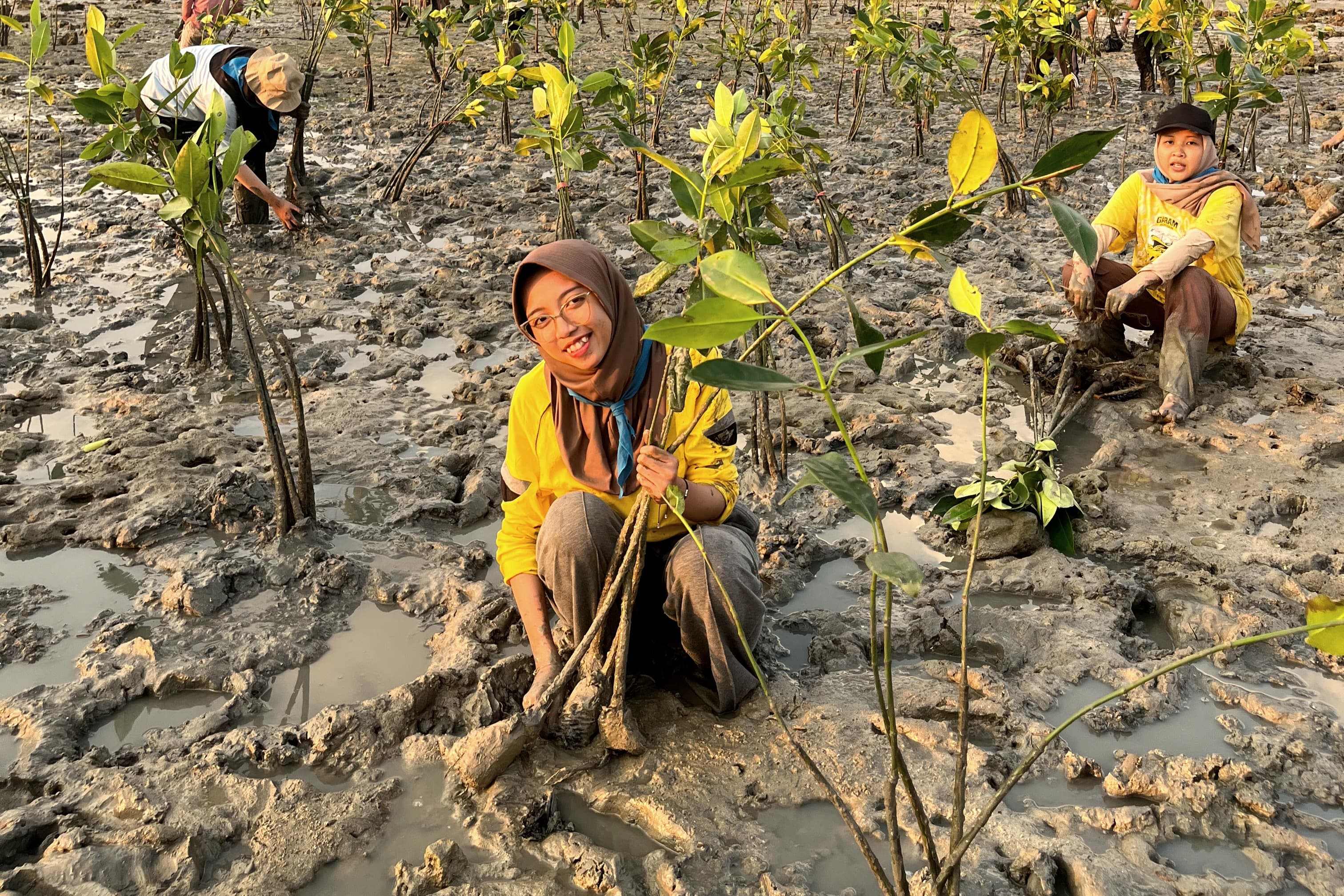 Gambar Tim SIBECON 2025 UKM PLH SIKLUS ITS ketika melakukan penanaman ekosistem blue carbon berupa bibit mangrove yang ditanam menggunakan metode rumpun berjarak