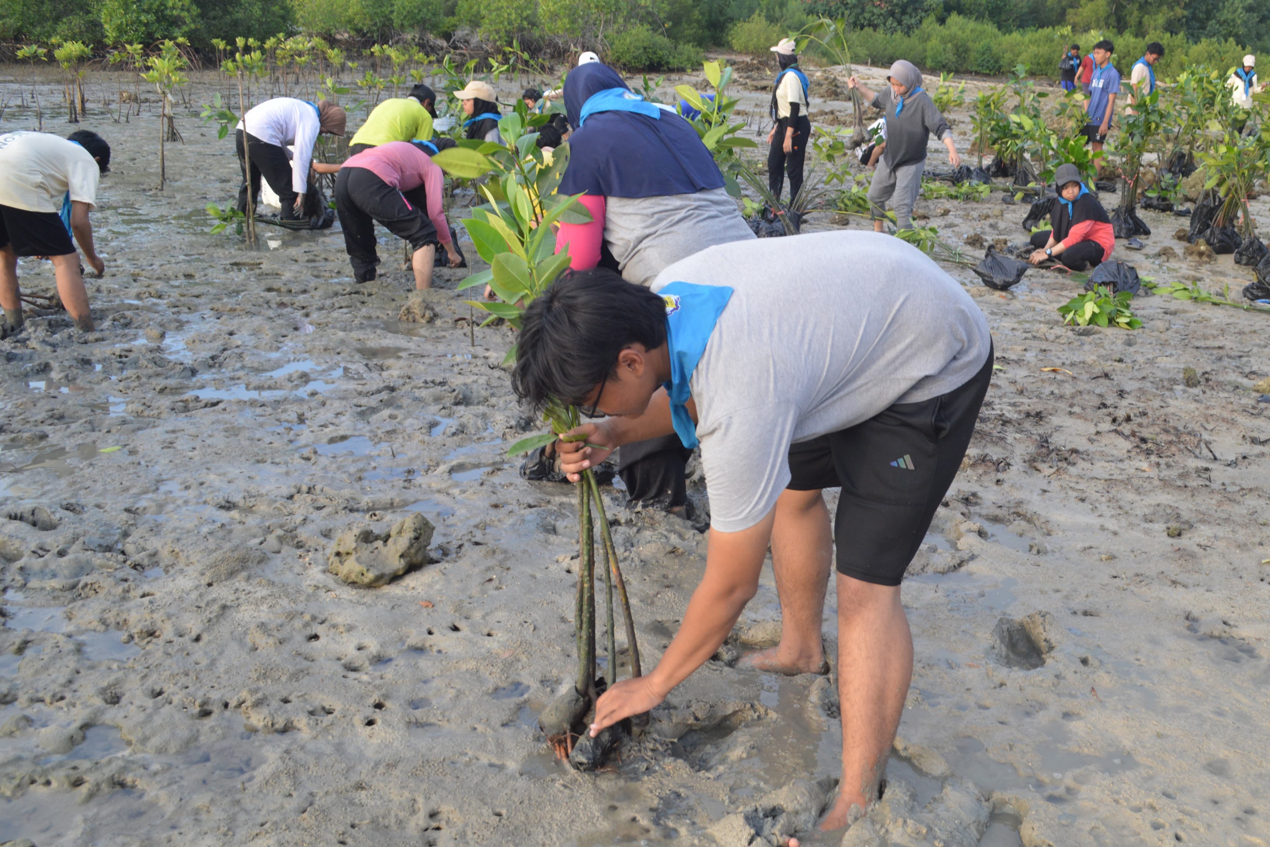 Gambar Proses penanaman bibit mangrove sebagai upaya pelestarian ekosistem blue corbon untuk pemaksimalan penyerapan kadar CO2 di atmosfer