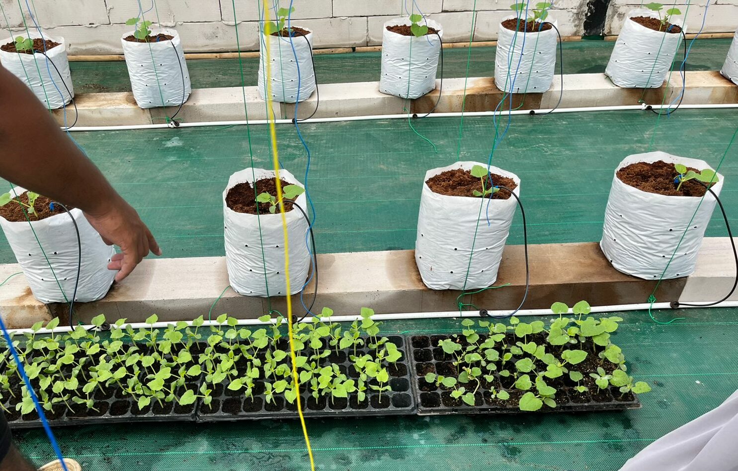 Penanaman bibit melon