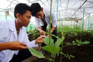greenhouse3
