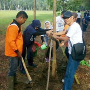 PENANAMAN POHON TABEBUYA