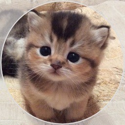 Picture of team Yeremia Gunawan