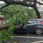Angin Kencang di Pergantian Musim, Pakar ITS Ingatkan Risiko Pohon Tumbang