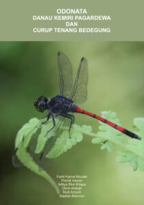 ODONATA: Danau Kemiri Pagardewa dan Curup Tenang Bedegung
