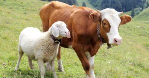 Mengambil Hikmah Berqurban dari Kisah Qobil dan Habil