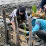 ITS Berkolaborasi Inovasikan Padi Salin untuk Dukung Ketahanan Pangan