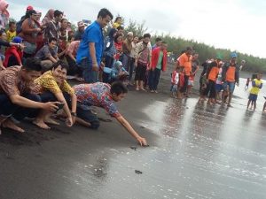 IMC feat TUN: Bersihkan Pantai, Lepas 40 Tukik