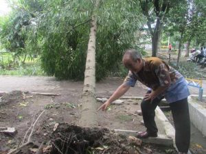 Penanggulangan Dini Jadi Solusi Pohon Tumbang