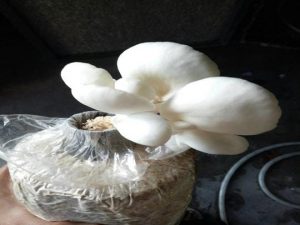 Jamur Tiram Putih Berprotein Tinggi Karya ITS