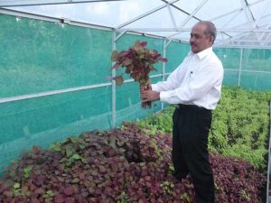 Urban Farming Sukses, ITS Panen Perdana