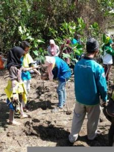 Lindungi Pantai, Tanam 500 Mangrove