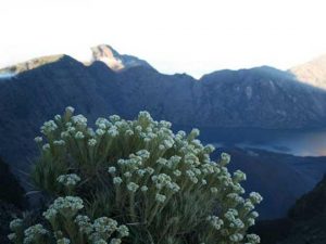 Edelweiss, Bunga Favorit Peserta Commtech 2014