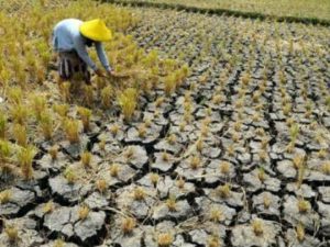 Sagu, Solusi Krisis Pangan Indonesia