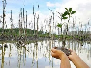 Himabits Usung Gerakan Penyelamatan Bakau