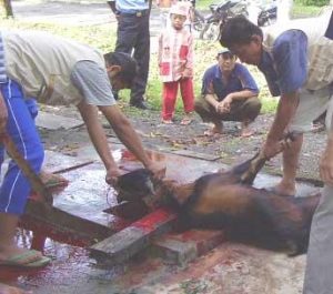 Jumlah Hewan Kurban di Manarul Ilmi Naik Drastis