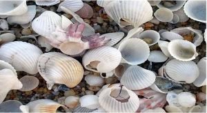Con Block dari Kulit Kerang ala ITS