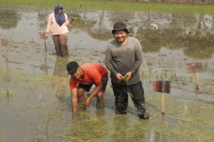 Bantu Petani, Mahasiswa ITS Teliti Padi Tahan Salinitas