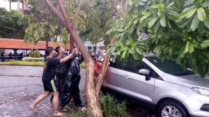 Proaktif Antisipasi Pohon Tumbang