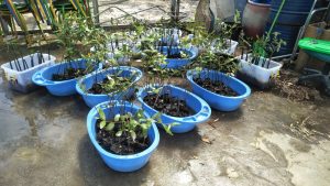 Ubah Air Asin Menjadi Tawar, ITS Kembangkan Teknologi Biodesalinasi