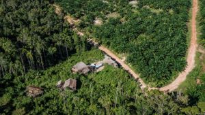 Menilai Kelayakan Hutan Indonesia Sebagai Paru-Paru Dunia