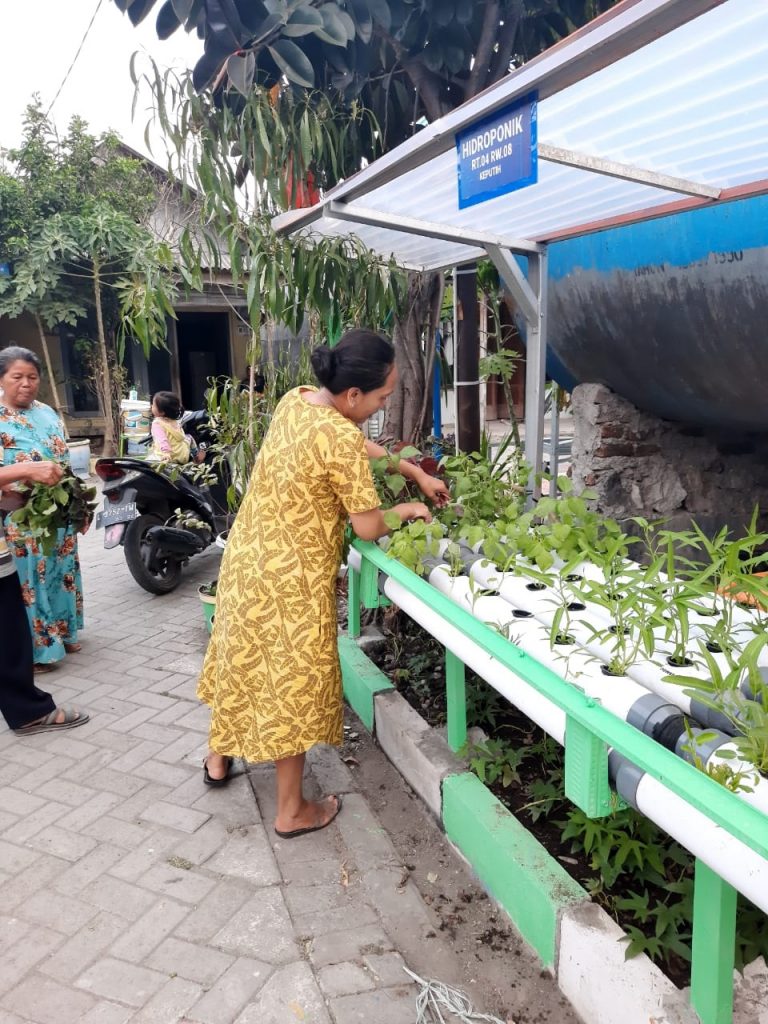 Proses panen sayur hidroponik bersama warga RW 008 Keputih, Surabaya