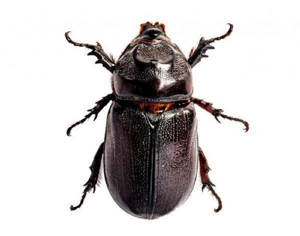 Ilustrasi serangga yang bisa digunakan untuk I-BOT, gagasan Tim Spektronics ITS