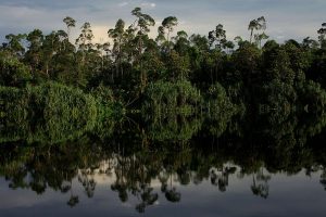 Masihkah Pohon Dianggap Penyokong Kehidupan?