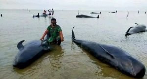 Dokumentasi paus yang terdampar di Pantai Modung, Kecamatan Blega, Kabupaten Bangkalan, Madura (tangkapan layar medsos @syahrirdaenk)