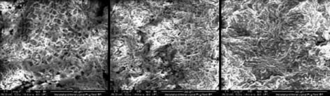 Dekomposisi serat gambut oleh bakteri lignoselulolitik yang diteliti oleh guru besar ITS Prof Dr Enny Zulaikha M P