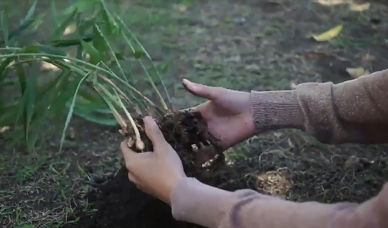 Cuplikan video penanaman sereh di lahan tanaman herbal AMKE yang ditampilkan untuk menarik minat wisatawan