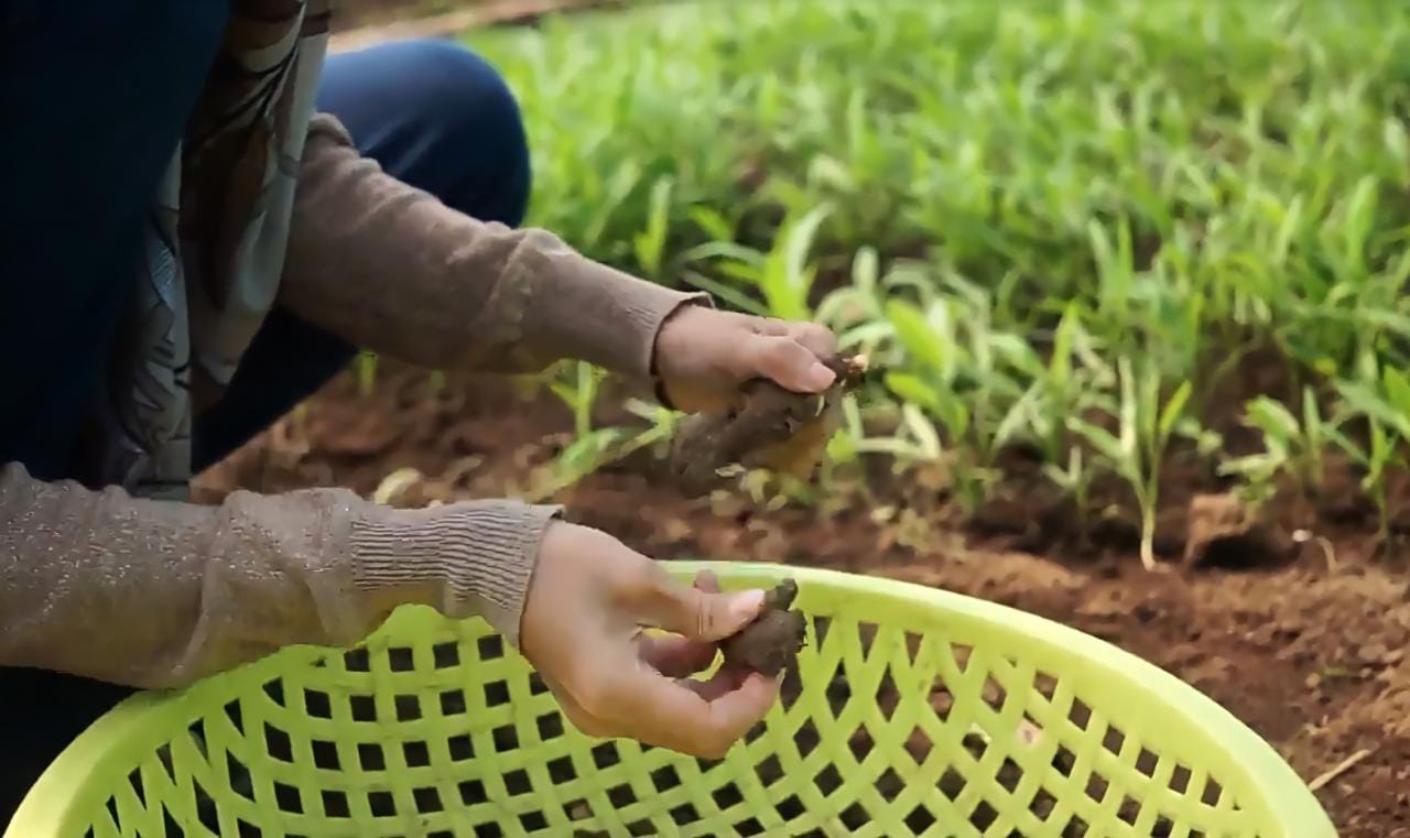 Kegiatan survei di lapangan untuk mengidentifikasi kesesuaian lahan tanaman herbal AMKE