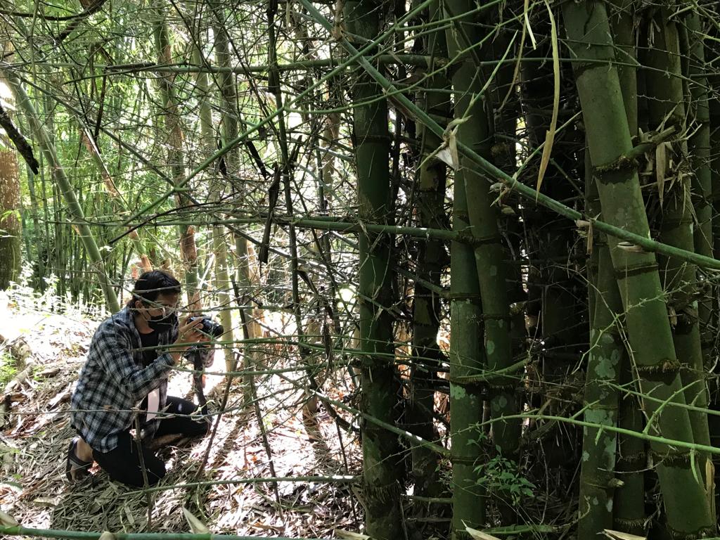 One of the ITS Abmas KKN team is documenting one type of bamboo to be observed