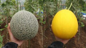 Kembangkan Urban Farming, PSEC ITS Berhasil Budidayakan Melon