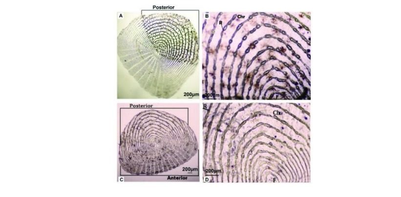Hasil pengamatan mikroskopis kepadatan kromatofor pada sisik ikan yang mengalami ketidakteraturan bentuk setelah terpapar pencemaran polutan yang ada di perairan