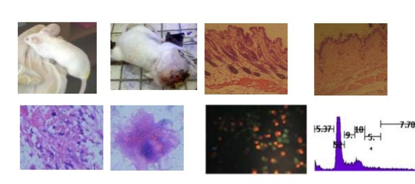 Gambar hasil uji in vivo apoptosis sel kanker pada mencit (Mus musculus) dalam penelitian yang dilakukan Prof dr Awik Puji Dyah Nurhayati dari Departemen Biologi ITS