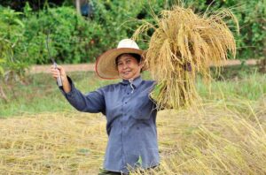 Ilustrasi kesejahteraan petani karena harga beras stabil (Sumber: Freepik.com)