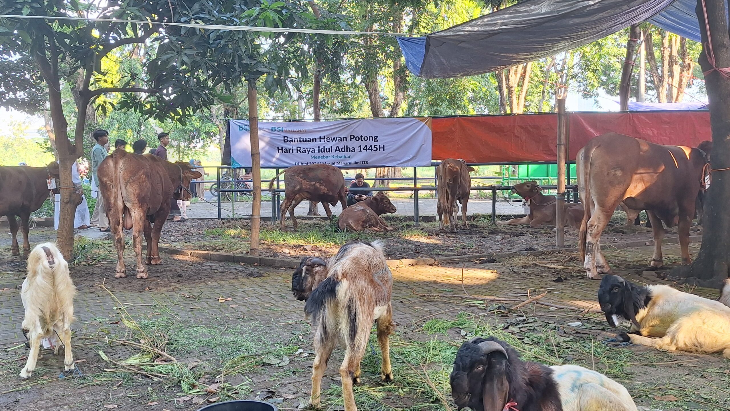 hewan-kurban Idul Adha ITS