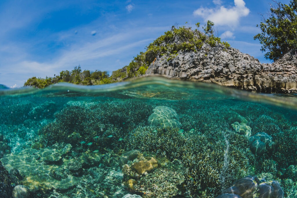 Laut dan ekosistem di dalamnya sebagai penyangga peningkatan suhu bumi (sumber: freepik.com)