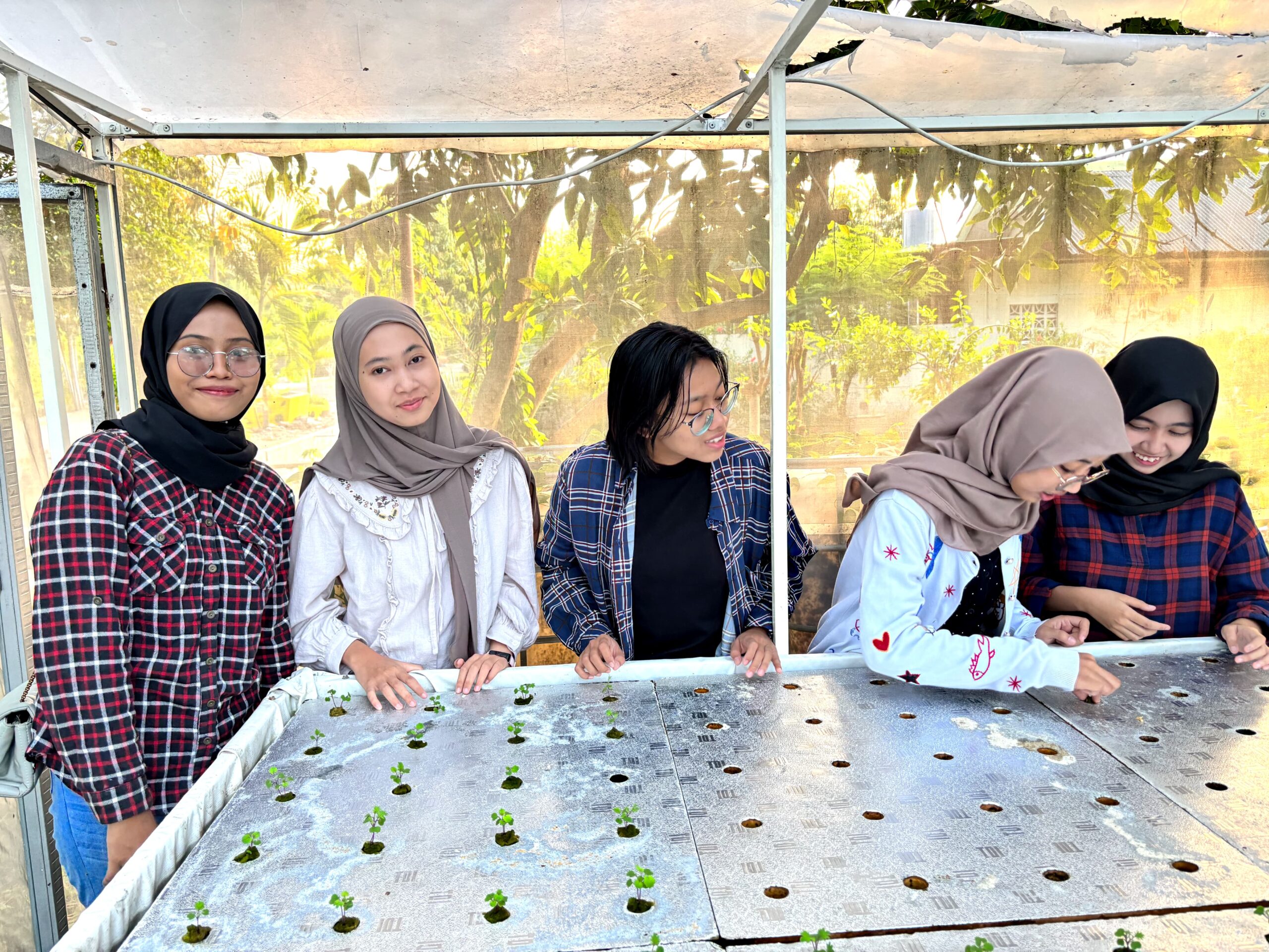Gambar proses penanaman bibit tenaman ke media hidroponik