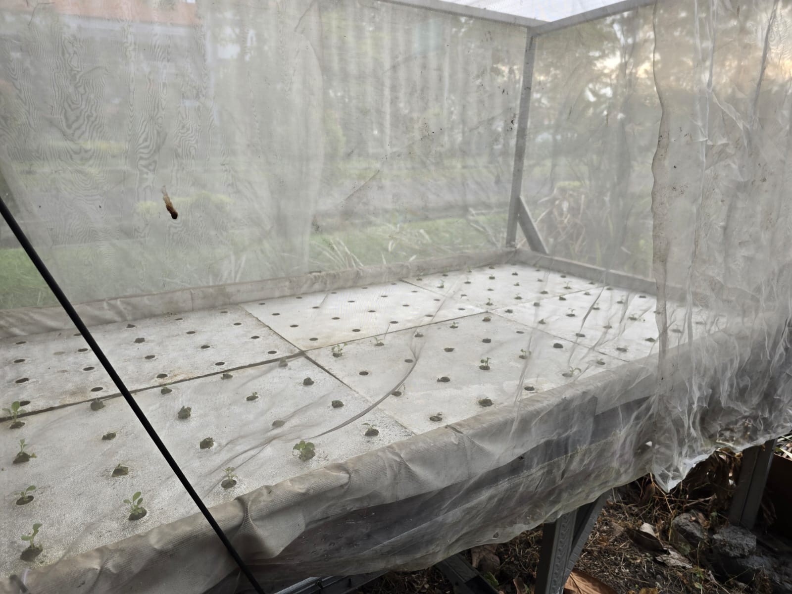 Gambar bibit tanaman di dalam alat hidroponik