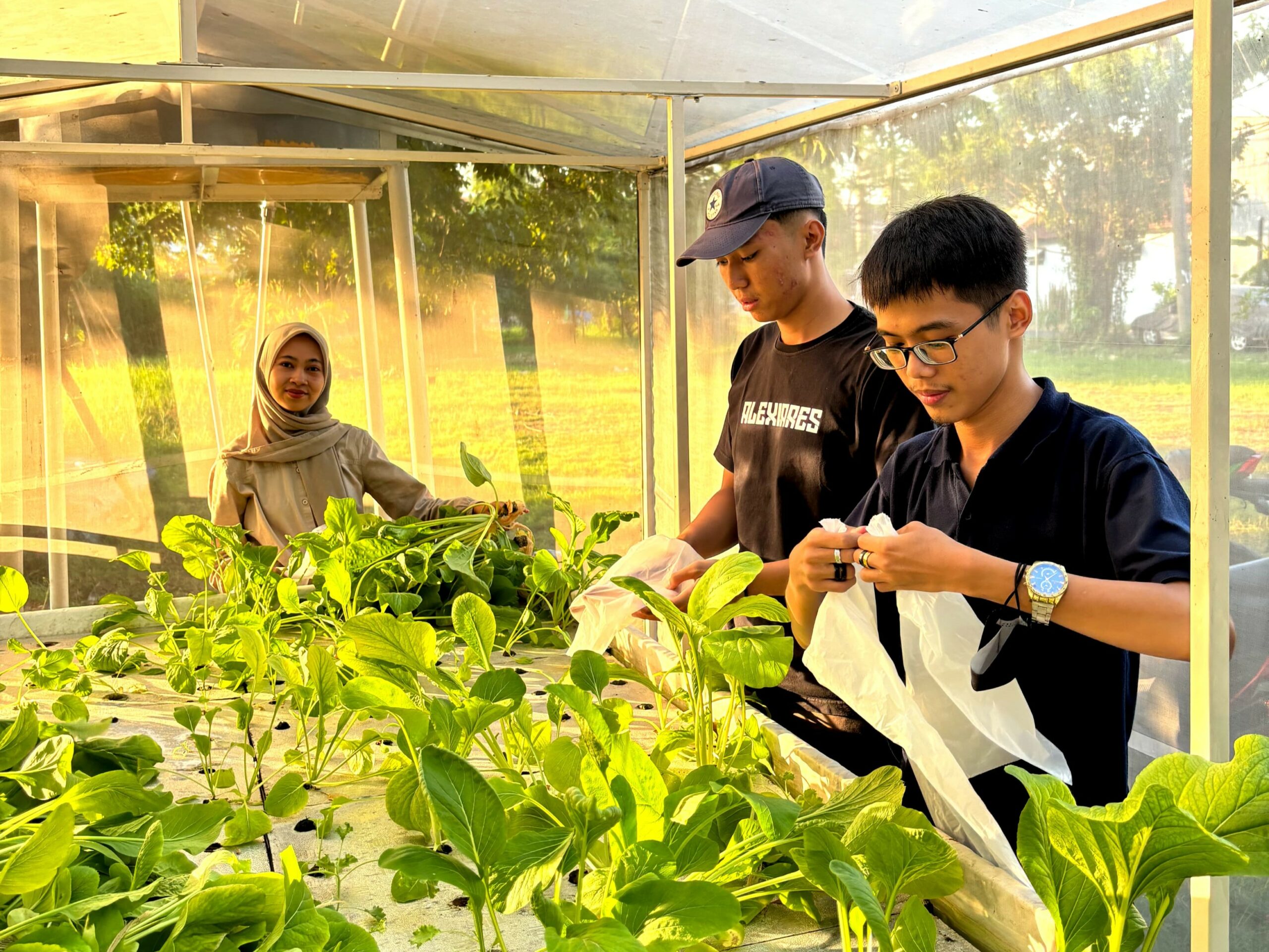 Gambar mahasiswa Tim KKN Abmas memanen hasil budidaya