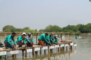 ITS Gelar Aksi Tanam 16.000 Bibit Mangrove