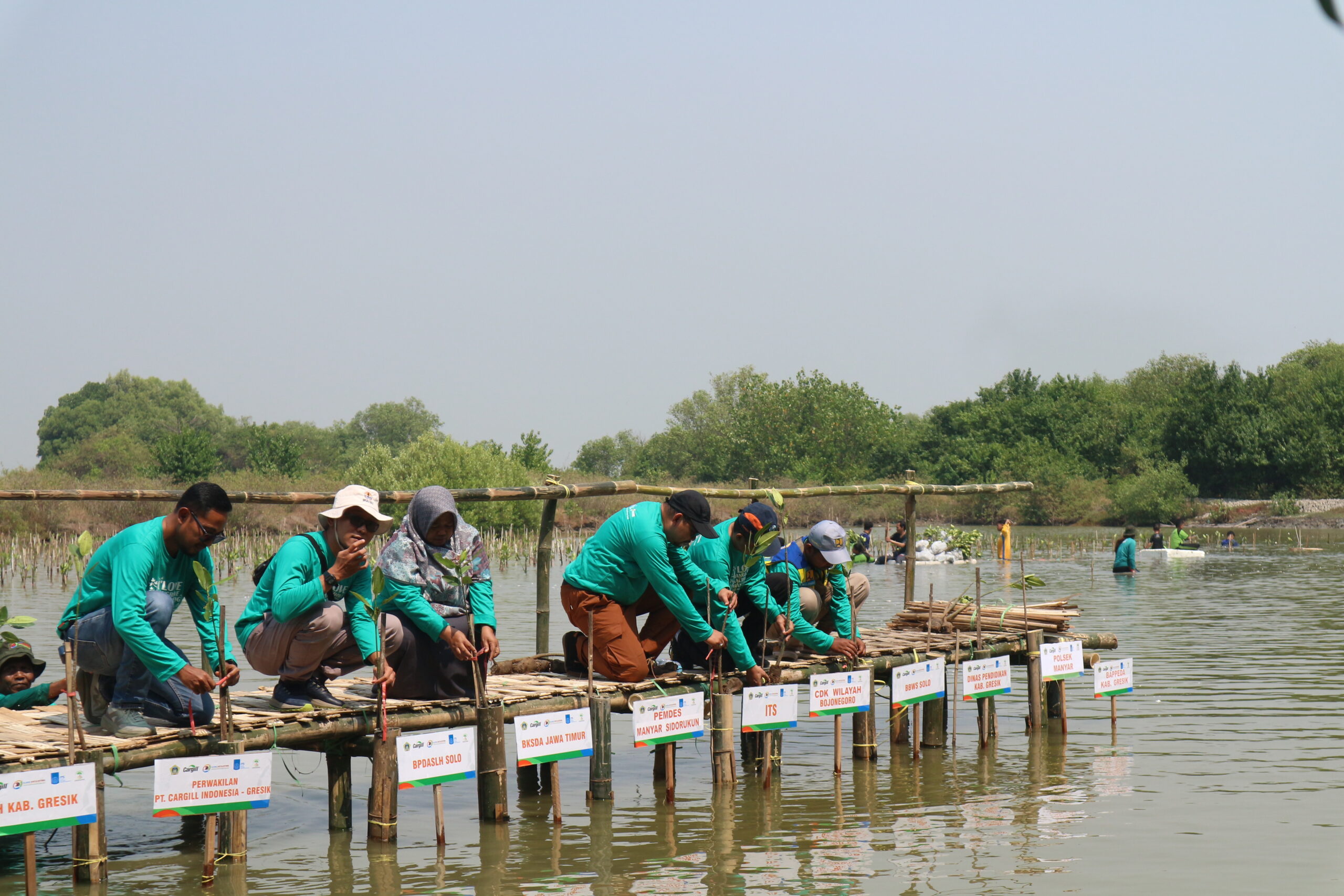gambar Mukhammad Muryono PhD (tiga dari kanan) saat melakukan penanaman bibit mangrove