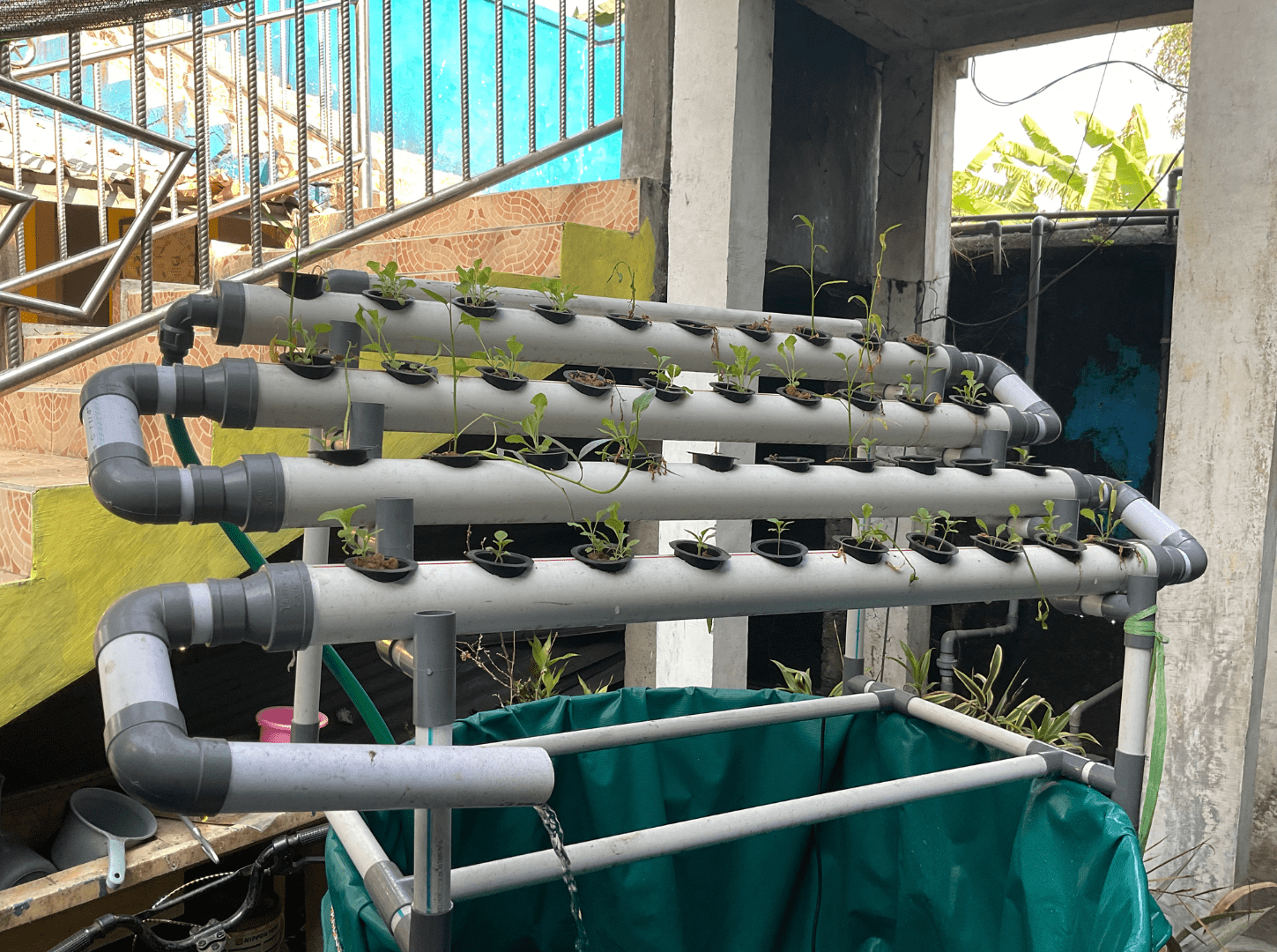 Gambar hasil budidaya akuaponik