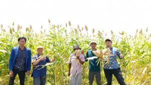 Tingkatkan Produktivitas Sorgum, KKN Abmas ITS Kembangkan Spouted Bed