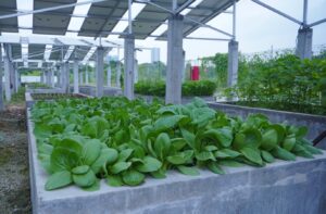 Harvesting Innovation and Hope at the ITS Smart Agrivoltaic Garden