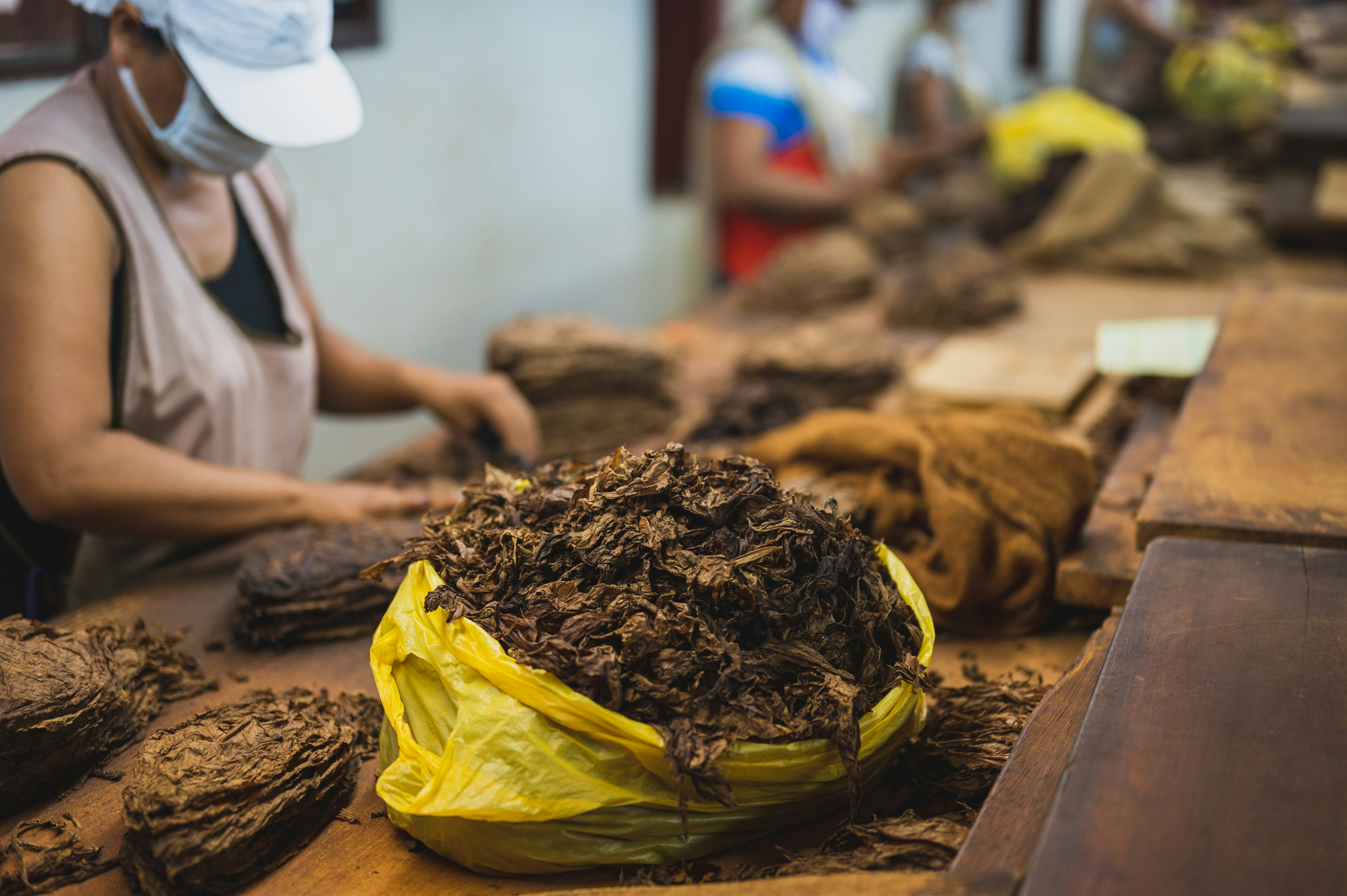 Tembakau kering yang selanjutnya dipotong untuk proses pelintingan rokok (sumber: unsplash)